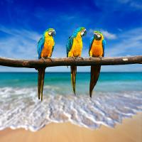 Штора для ванной BRIMIX ПОПУГАИ