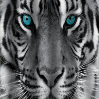 Штора для ванной BRIMIX ТИГР