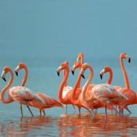 Штора для ванной BRIMIX Фламинго